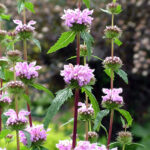 Phlomis Tuberosa Bronze Flamingo