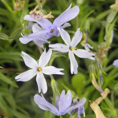 Phlox subulata G. F. Wilson