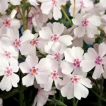 Phlox Subulata Amazing Grace