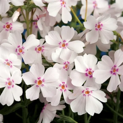 Phlox Subulata Amazing Grace