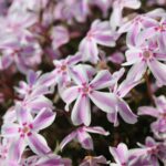 Phlox Subulata Candy Stripes