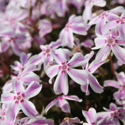 Phlox Subulata Candy Stripes