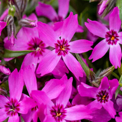 Phlox Subulata Crimson Beauty