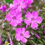Phlox Subulata Mc Daniel's Cushion