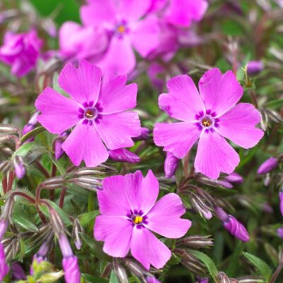 Phlox Subulata Mc Daniel's Cushion