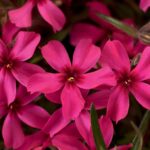 Phlox Subulata Scarlet Flame