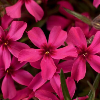 Phlox Subulata Scarlet Flame