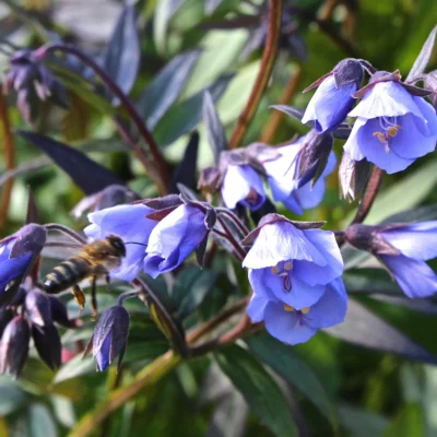 Polemonium Yezoense Heaven Scent
