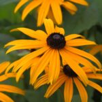 Rudbekia Fulgida Goldsturm