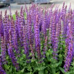 Salvia Nemorosa East Friesland