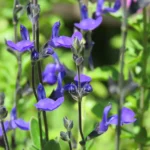 Salvia Greggi Blue Note