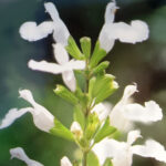 Salvia Greggi Gletsjers