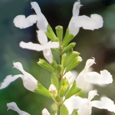 Salvia Greggi Gletsjers