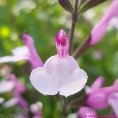 Salvia Greggi Joy