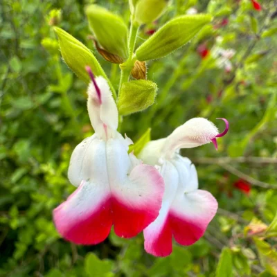 Salvia Microphylla Hot Lips