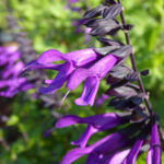 Salvia Hyb. Amistad