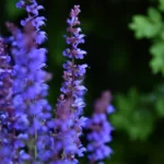 Salvia Hyb. Carina