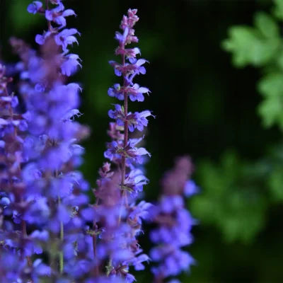 Salvia Hyb. Carina