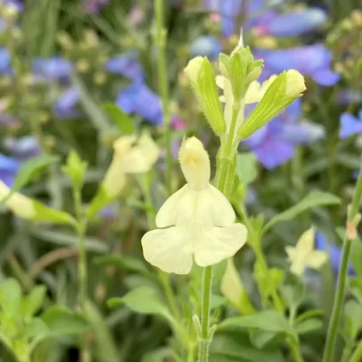 Salvia Greggi Suncrest Lemonlight