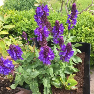 Salvia Nemerosa Marvel Blue