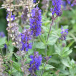 Salvia Nemorosa Blue Field