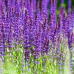 Salvia Nemorosa Caradonna