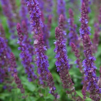 Salvia Nemorosa Ostfriesland