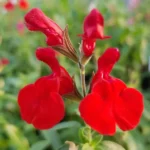 Salvia Greggi Radio Red