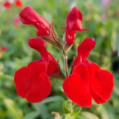 Salvia Greggi Radio Red