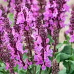 Salvia Nemerosa Marvel Rose