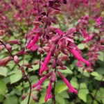 Salvia Hyb. Wendy's Wish