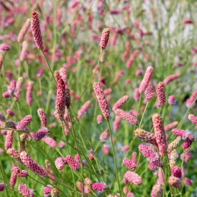 Sanguisorba Pink Tanna