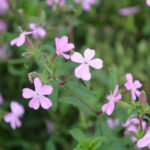 Saponaria Sicula Intermedia