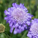 Scabiosa Columbaria Mariposa Blu