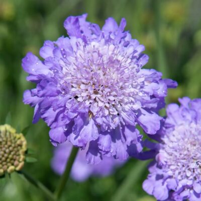 Scabiosa Columbaria Mariposa Blu