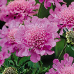 Scabiosa Columbaria Pink Mist