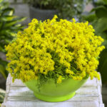 Sedum Acre Aurea