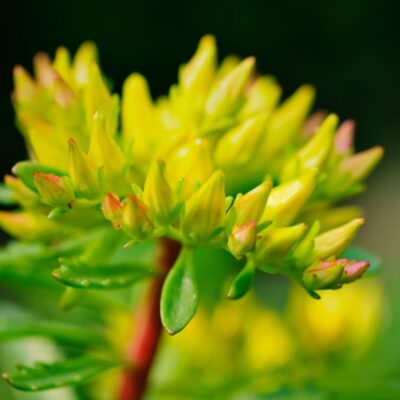 Sedum Floriferum Yellow
