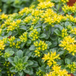 Sedum Little Miss Sunshine