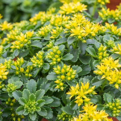 Sedum Little Miss Sunshine