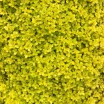 Sedum Makinoi Yellow