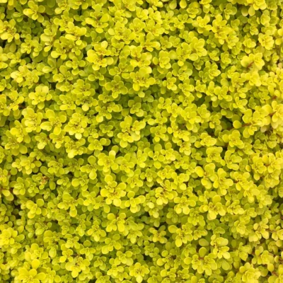Sedum Makinoi Yellow