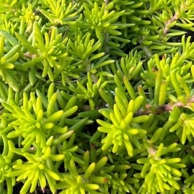 Sedum Reflexum
