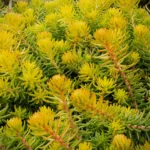 Sedum Rupestre Gold