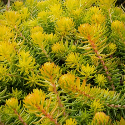 Sedum Rupestre Gold