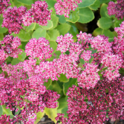 Sedum Spectabile Brilliant