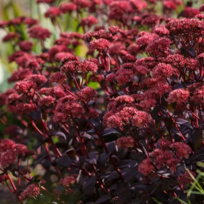 Sedum Telephium Dark Magic