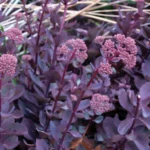 Sedum Hybride Vera Jameson