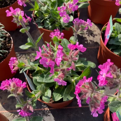 Silene X Robotii Rollies Favorite