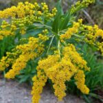 Solidago Canadiensis Goldilocks